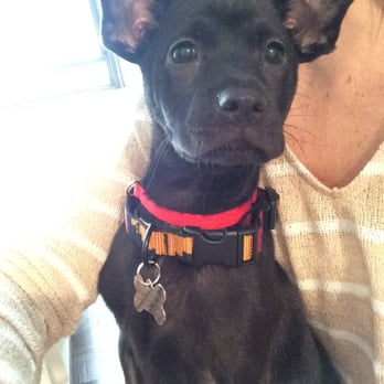 Stray From The Heart - Shep the day he was adopted! - Animal Shelters Near Me Stray From The Heart - Shep the day he was adopted! - Animal Shelters Near Me