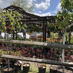 Class Grass Garden Center - Plants galore.
