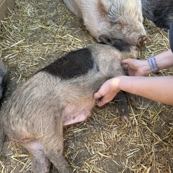 SoCalMiniPigs - Pet Breeders Near Me - Valley Center, California SoCalMiniPigs - Pet Breeders Near Me - Valley Center, California