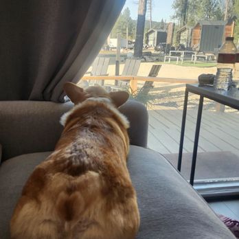 Fancy Paws Pet Salon - Pet Groomers Near Me - Nampa, Idaho Fancy Paws Pet Salon - Pet Groomers Near Me - Nampa, Idaho