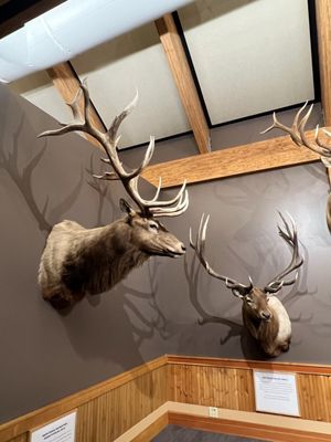 Rocky Mountain Elk Foundation by null