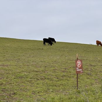 Wildcat Canyon Regional Park - cows - Parks Near Me - Richmond, California Wildcat Canyon Regional Park - cows - Parks Near Me - Richmond, California