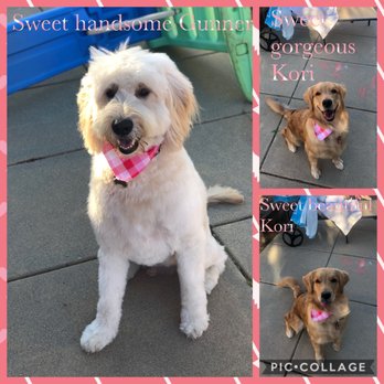 TNT Dog Grooming - Pet Groomers Near Me - Menifee, California TNT Dog Grooming - Pet Groomers Near Me - Menifee, California
