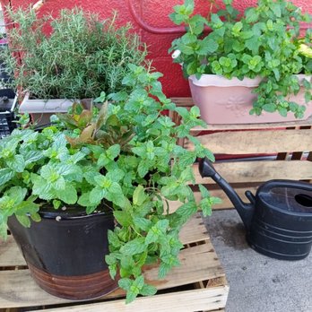 Mami Coco - A few plants to bring joy. - Tacos Near Me - Dallas, Texas Mami Coco - A few plants to bring joy. - Tacos Near Me - Dallas, Texas