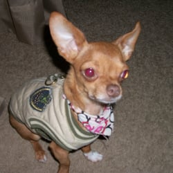 Country Pet Care - Caleb loves staying at Country Pet Care