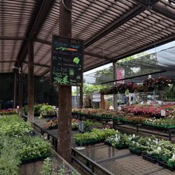 Calloway's Nursery