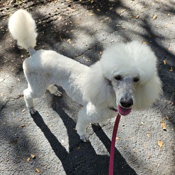 Joy's Doggery - Pet Groomers Near Me - South Pasadena, Florida