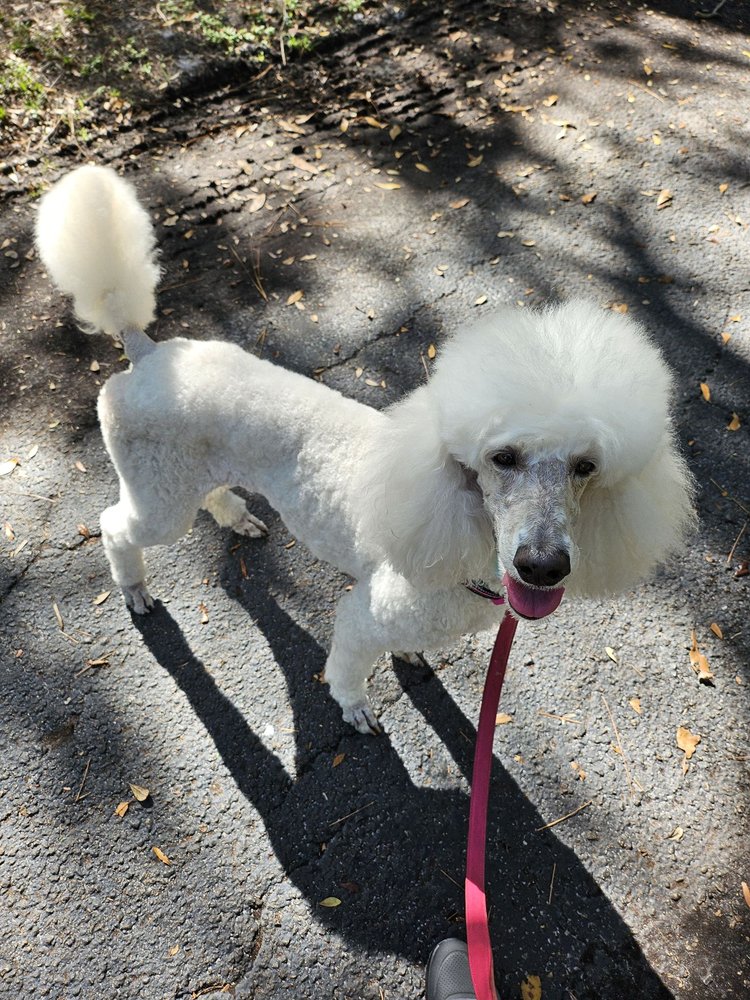 Joy's Doggery Image
