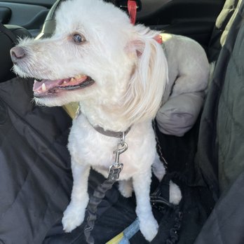 John Paul Pet Salon - After - Pennies - Pet Groomers Near Me - Grand Prairie, Texas John Paul Pet Salon - After - Pennies - Pet Groomers Near Me - Grand Prairie, Texas