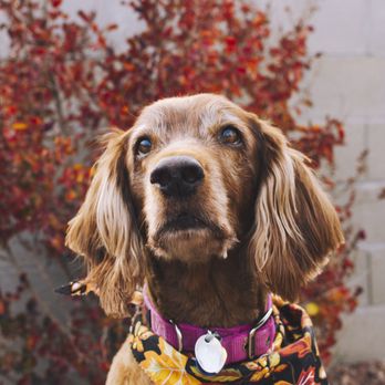 Poochini Pet Grooming - Pet Groomers Near Me - Albuquerque, New Mexico