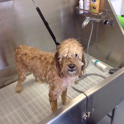 u Do Dog Wash