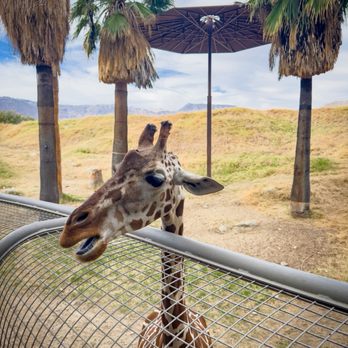 The Living Desert - Baby giraffe - Zoos Near Me - Palm Desert, California The Living Desert - Baby giraffe - Zoos Near Me - Palm Desert, California