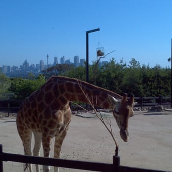 Taronga Zoo - Zoos Near Me - Mosman, NSW Taronga Zoo - Zoos Near Me - Mosman, NSW