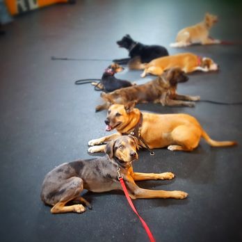 Downtown Dogs Chicago - Riley in group class - Pet Training Near Me - Chicago, Illinois Downtown Dogs Chicago - Riley in group class - Pet Training Near Me - Chicago, Illinois