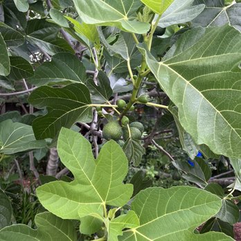 Creswell Bakery - Fig trees out front - Breakfast & Brunch Near Me - Creswell, Oregon Creswell Bakery - Fig trees out front - Breakfast & Brunch Near Me - Creswell, Oregon