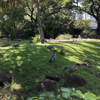 Honolulu Zoo - Nenes - Zoos Near Me - Honolulu, Hawaii