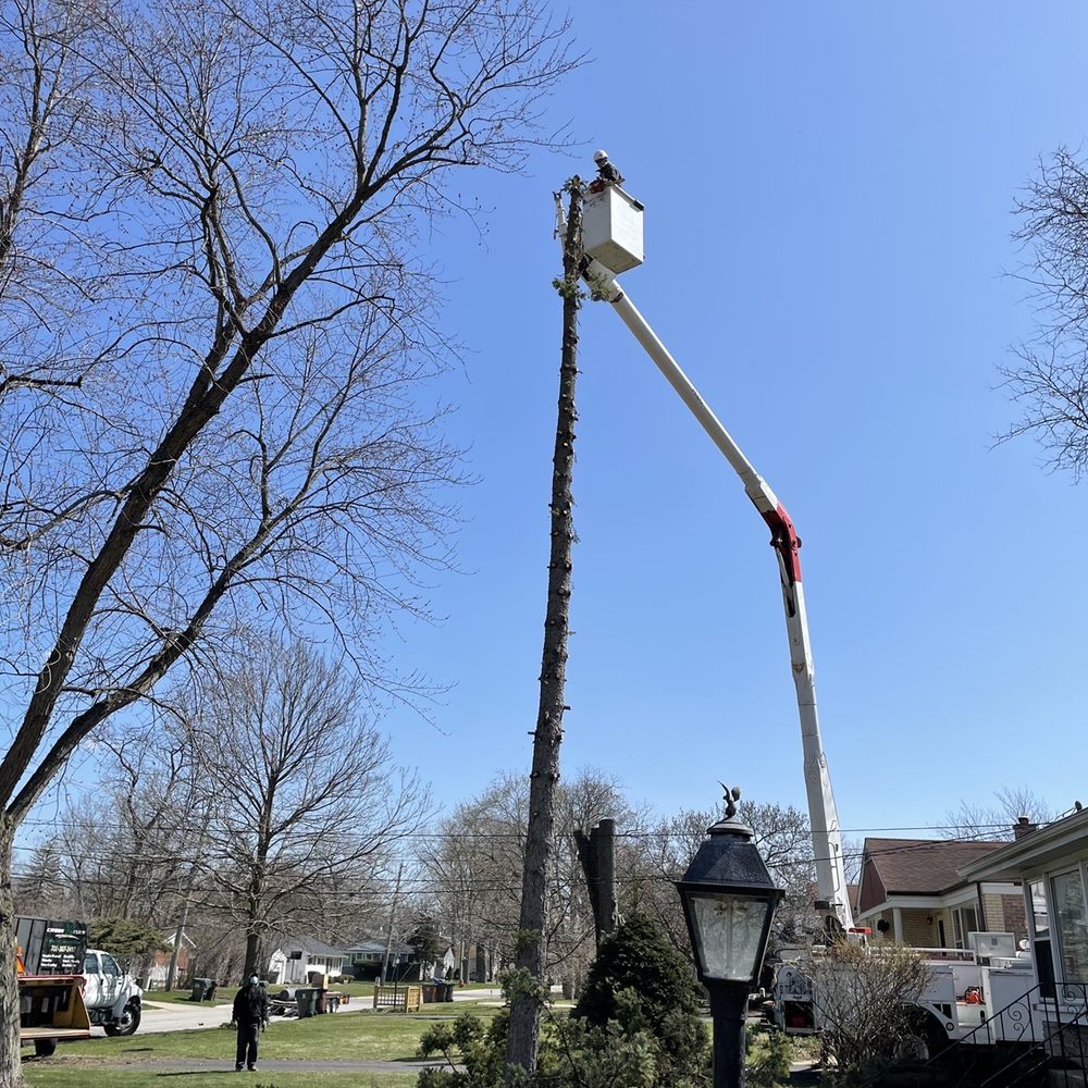 Cross Cuts Tree Service - Tree Services Near Me Cross Cuts Tree Service - Tree Services Near Me