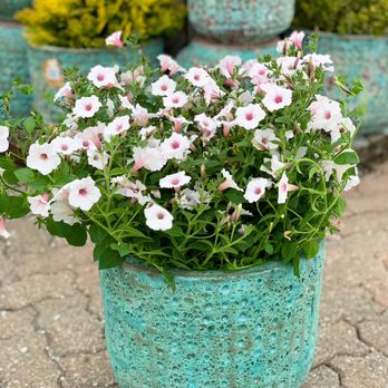 Buchwalter Greenhouse - Silverberry petunia - Nurseries & Gardening Near Me - Wooster, Ohio Buchwalter Greenhouse - Silverberry petunia - Nurseries & Gardening Near Me - Wooster, Ohio