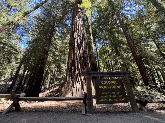 Armstrong Redwoods State Natural Reserve by null