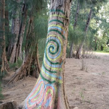 Wolf Lake Park - A little tree graffiti to spice things up. - Parks Near Me - Davie, Florida Wolf Lake Park - A little tree graffiti to spice things up. - Parks Near Me - Davie, Florida