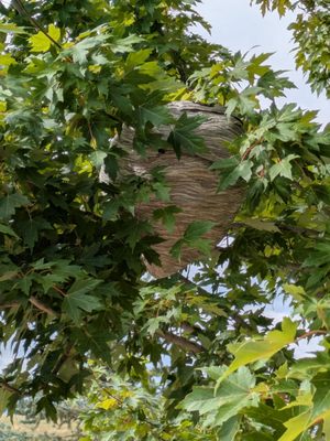 ZeroBugs Denver by null