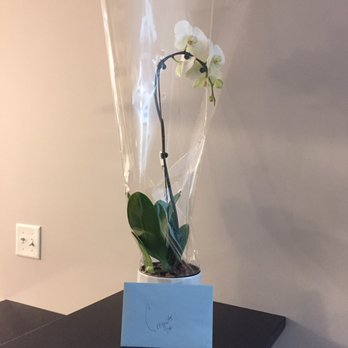 Patty Romero - Plant and card gift from Patty- #1 realtor! So thoughtful! - Real Estate Agents Near Me Patty Romero - Plant and card gift from Patty- #1 realtor! So thoughtful! - Real Estate Agents Near Me