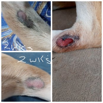 L&S Therapies - I am amazed on how well the therapy worked... it was easy my dog did not freak out.. she was very gentle my dog loved her... - Animal Physical Therapy Near Me L&S Therapies - I am amazed on how well the therapy worked... it was easy my dog did not freak out.. she was very gentle my dog loved her... - Animal Physical Therapy Near Me