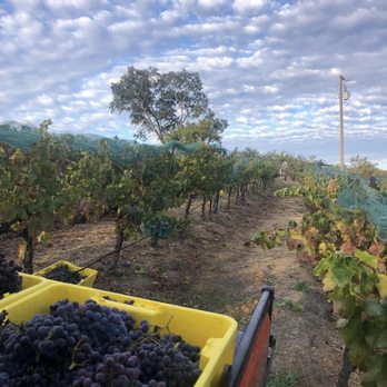 Deno Wine - Our amazing Alto Pomar vineyards, located in Templeton, CA - Wine Tasting Room Near Me Deno Wine - Our amazing Alto Pomar vineyards, located in Templeton, CA - Wine Tasting Room Near Me