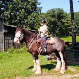 On a Shire Horse, I believe! Gentle giant! On a Shire Horse, I believe! Gentle giant!