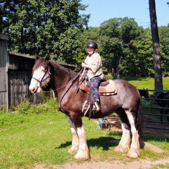 Bobby's Ranch - On a Shire Horse, I believe! Gentle giant! - Horseback Riding Near Me - Westford, Massachusetts Bobby's Ranch - On a Shire Horse, I believe! Gentle giant! - Horseback Riding Near Me - Westford, Massachusetts