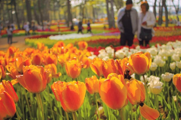 Hitachi Seaside Park by null