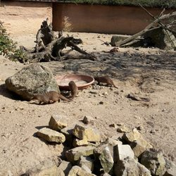 Zoo Osnabrück - Zebramangusten. Gar nicht so putzig, wie sie aussehen.