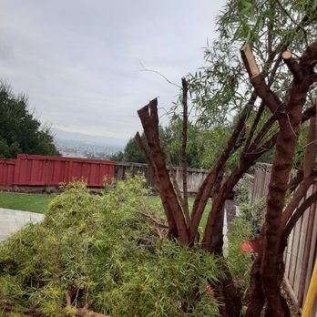 Carrillo Tree Services - Tree Services Near Me