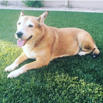 Acupuncture For Pets in AZ - This is Taffy. Thank you Dr. Massicotte!! - Veterinarians Near Me Acupuncture For Pets in AZ - This is Taffy. Thank you Dr. Massicotte!! - Veterinarians Near Me