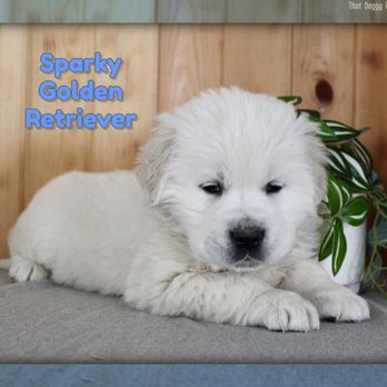 That Doggy in the Window - Sparky - Golden Retriever - Pet Breeders Near Me