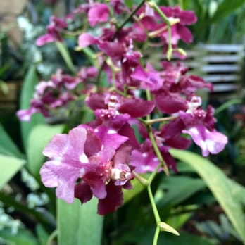 Lincoln Park Conservatory - Parks Near Me - Chicago, Illinois Lincoln Park Conservatory - Parks Near Me - Chicago, Illinois