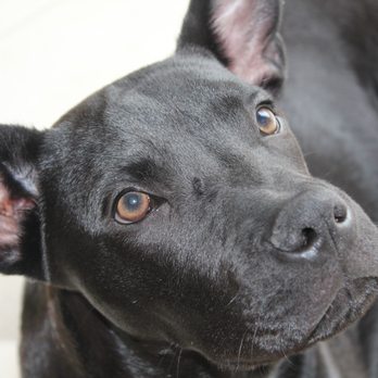 Bronxy's Home & Pet Sitting - Pet Sitting Near Me Bronxy's Home & Pet Sitting - Pet Sitting Near Me