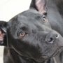 Photo of Bronxy's Home & Pet Sitting