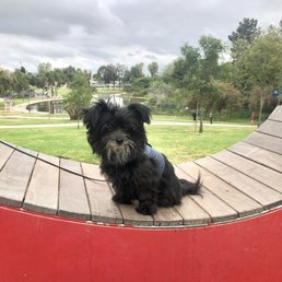 Our muffin before a haircut Our muffin before a haircut