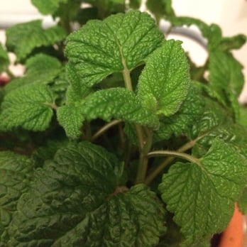 McLaren's Nurseries - Lovely healthy lemon balm only £2 - Nurseries & Gardening Near Me - Barrhead, GLG McLaren's Nurseries - Lovely healthy lemon balm only £2 - Nurseries & Gardening Near Me - Barrhead, GLG