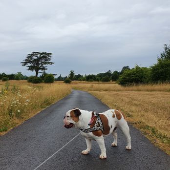 Croome - National Trust - Castles Near Me - Severn Stoke, WOR