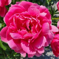Whistling Gardens