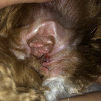 Bark 'N Bubbles - Cut inside ear - Pet Groomers Near Me - Fairfax, Virginia