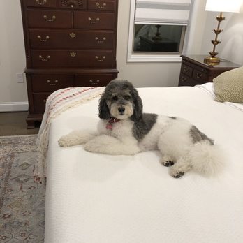 Belly Rubs Biscuit Bar & Spa - Pet Groomers Near Me - Ashburn, Virginia Belly Rubs Biscuit Bar & Spa - Pet Groomers Near Me - Ashburn, Virginia