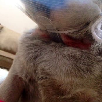 Animal Kennel Care - Some of the infected cuts on her throat - Pet Sitting Near Me - Matthews, North Carolina Animal Kennel Care - Some of the infected cuts on her throat - Pet Sitting Near Me - Matthews, North Carolina
