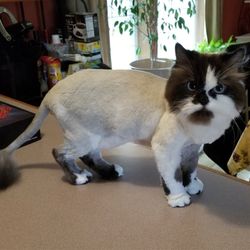 Deb’s Pet Salon