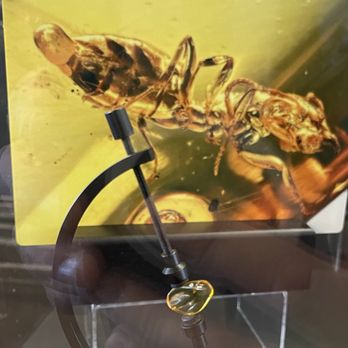 Poozeum - Fossilized farts - Museums Near Me - Williams, Arizona