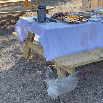 Fly Albuquerque - Snack board on the farm - An outdoor setup features a table with a white tablecloth, snacks, and drinks, with a chicken walking nearby on gravel ground. - Hot Air Balloons Near Me - Albuquerque, New Mexico