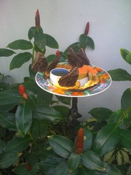 The Key West Butterfly and Nature Conservatory by null