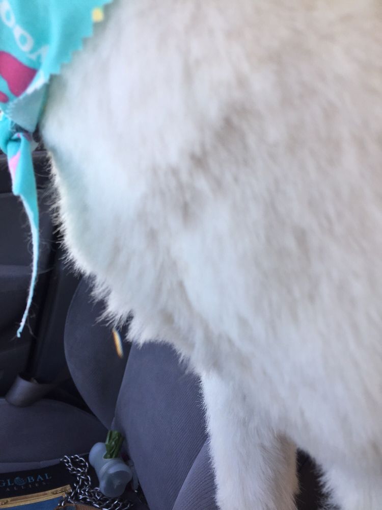 BELL’S PUPPY CLIP JOINT 37 Photos & 18 Reviews 13905 Amargosa Rd, Victorville, California